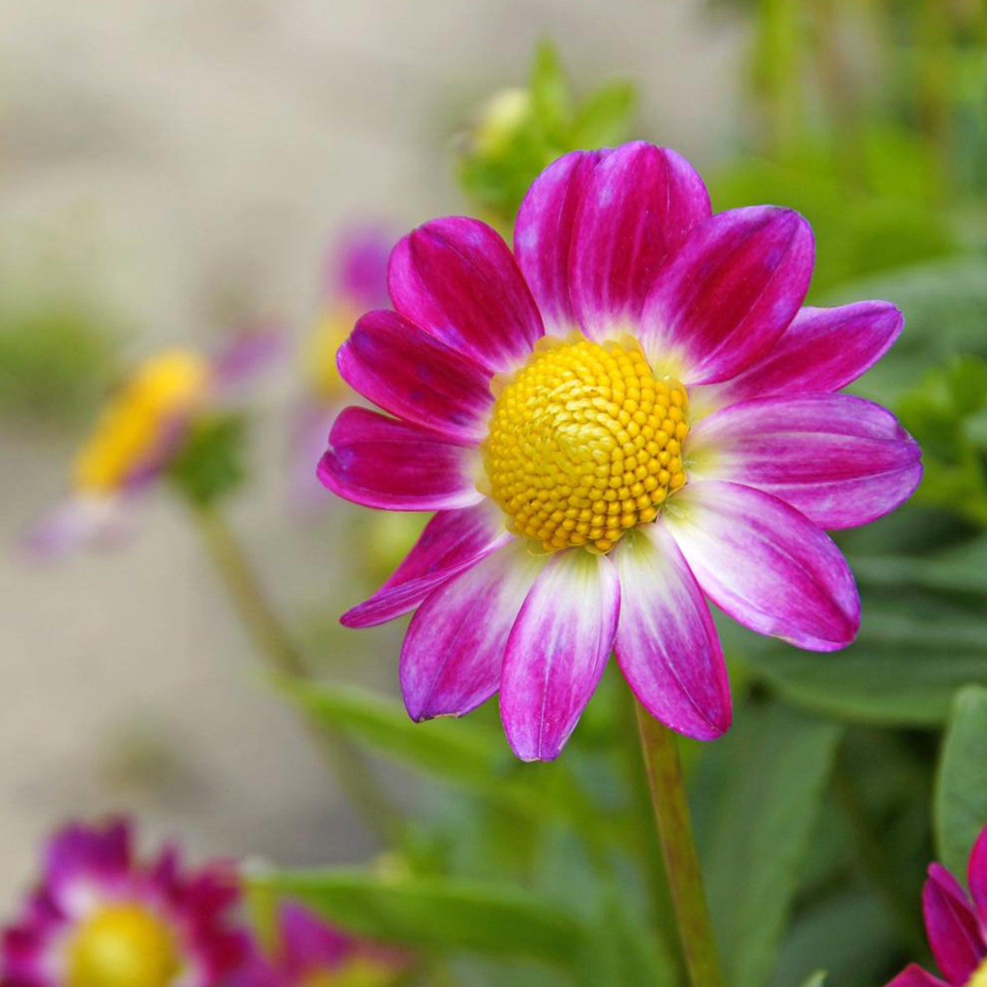 Verkauf Sommerblüher-Blumenzwiebeln Mischung (x30)