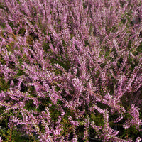 Calluna vulgaris - Sommerheide rosa, grünlaubig (x3) - Heidekraut