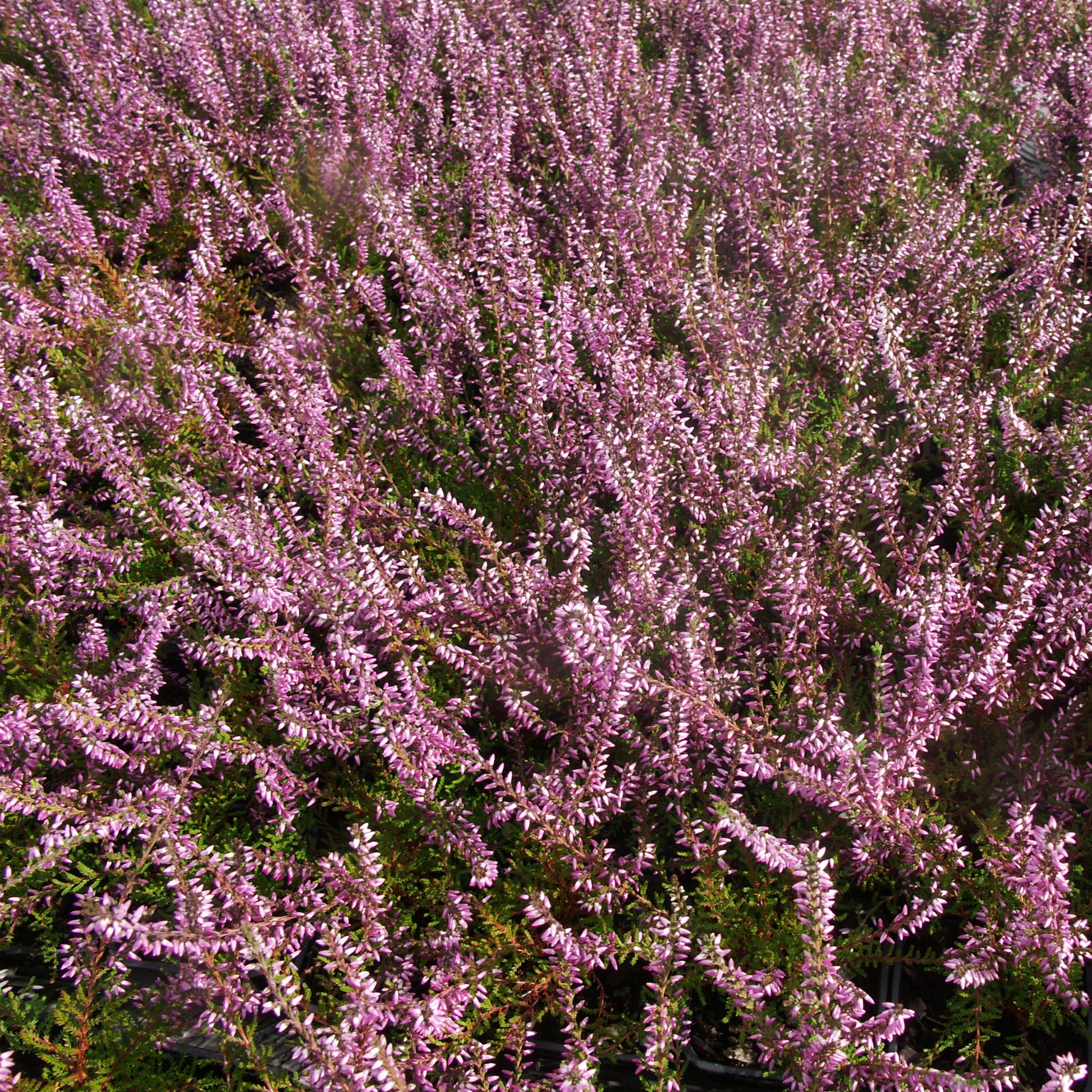 Calluna vulgaris - Sommerheide rosa, grünlaubig (x3) - Heidekraut