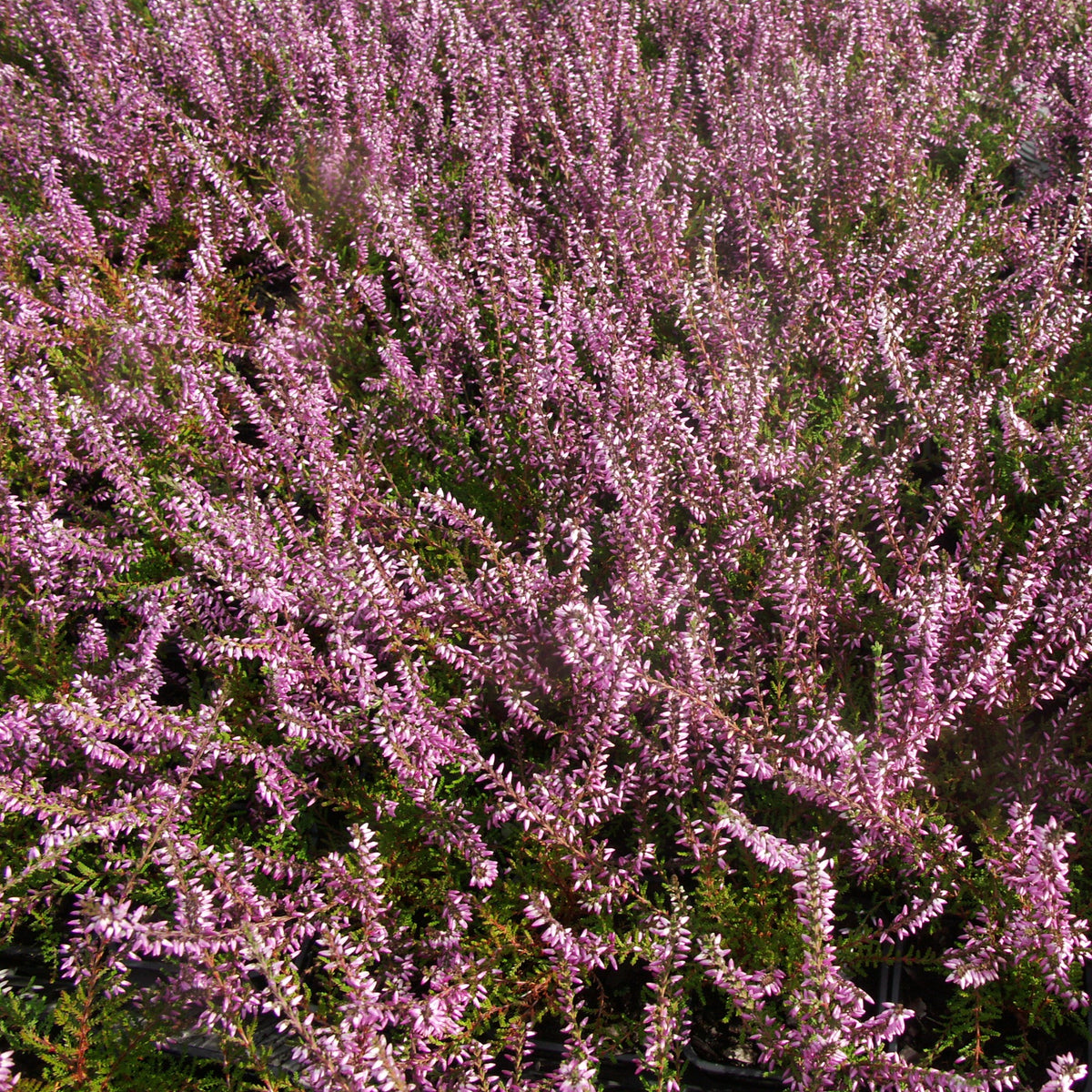 Calluna vulgaris - Sommerheide rosa, grünlaubig (x3) - Heidekraut