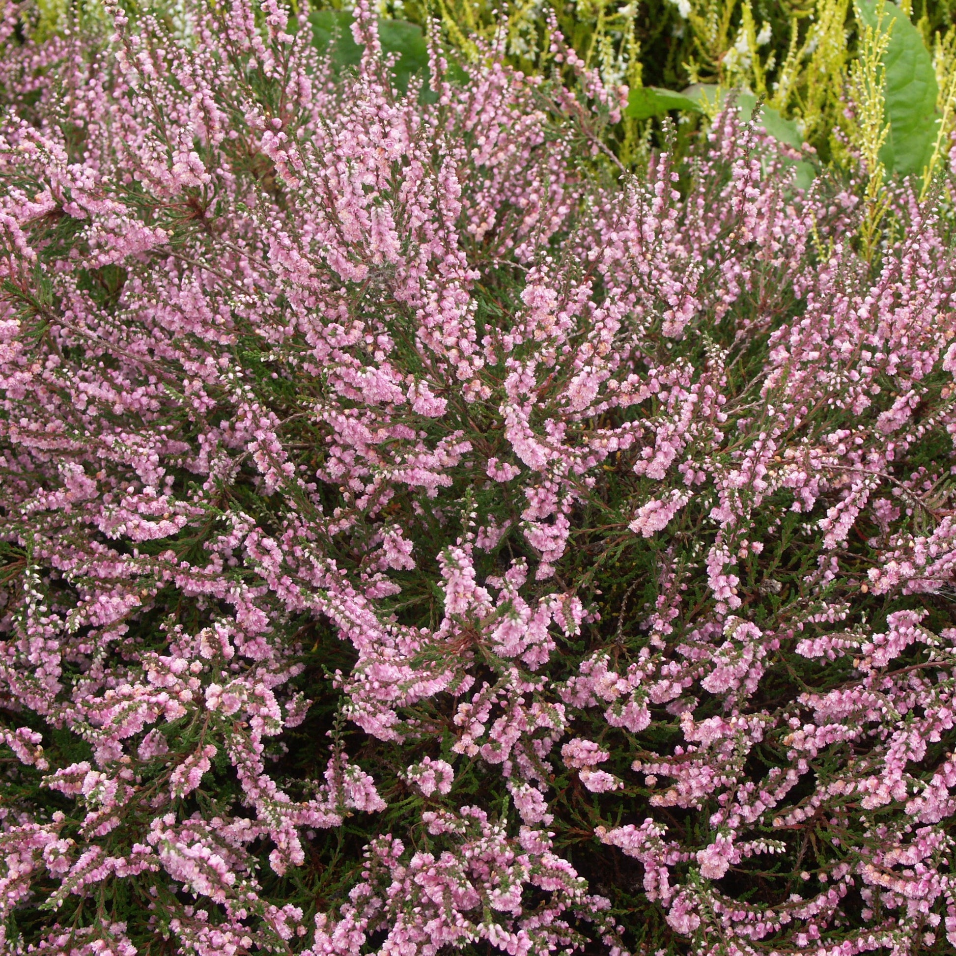 Sommerheide rosa, grünlaubig (x3) - Calluna vulgaris - Bakker