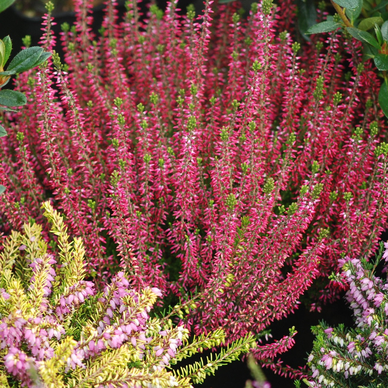 Calluna vulgaris - Sommerheide Mischung (x6) - Blühende Stauden