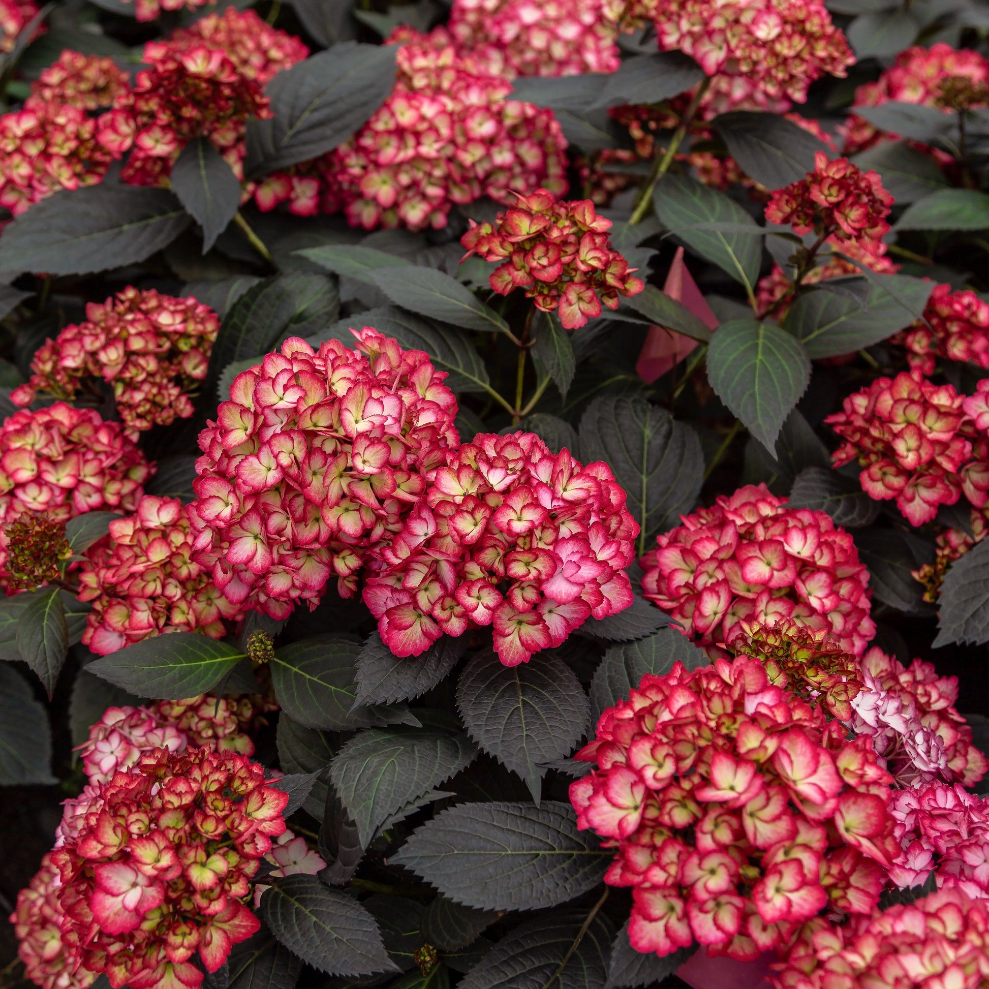 Bauernhortensie 'Eclipse'® 'Bailmacseven' - Hydrangea macrophylla Eclipse® ‘Bailmacseven’ - Bakker