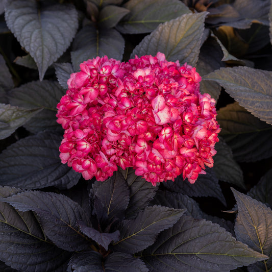 Bauernhortensie 'Eclipse'® 'Bailmacseven' - Bakker