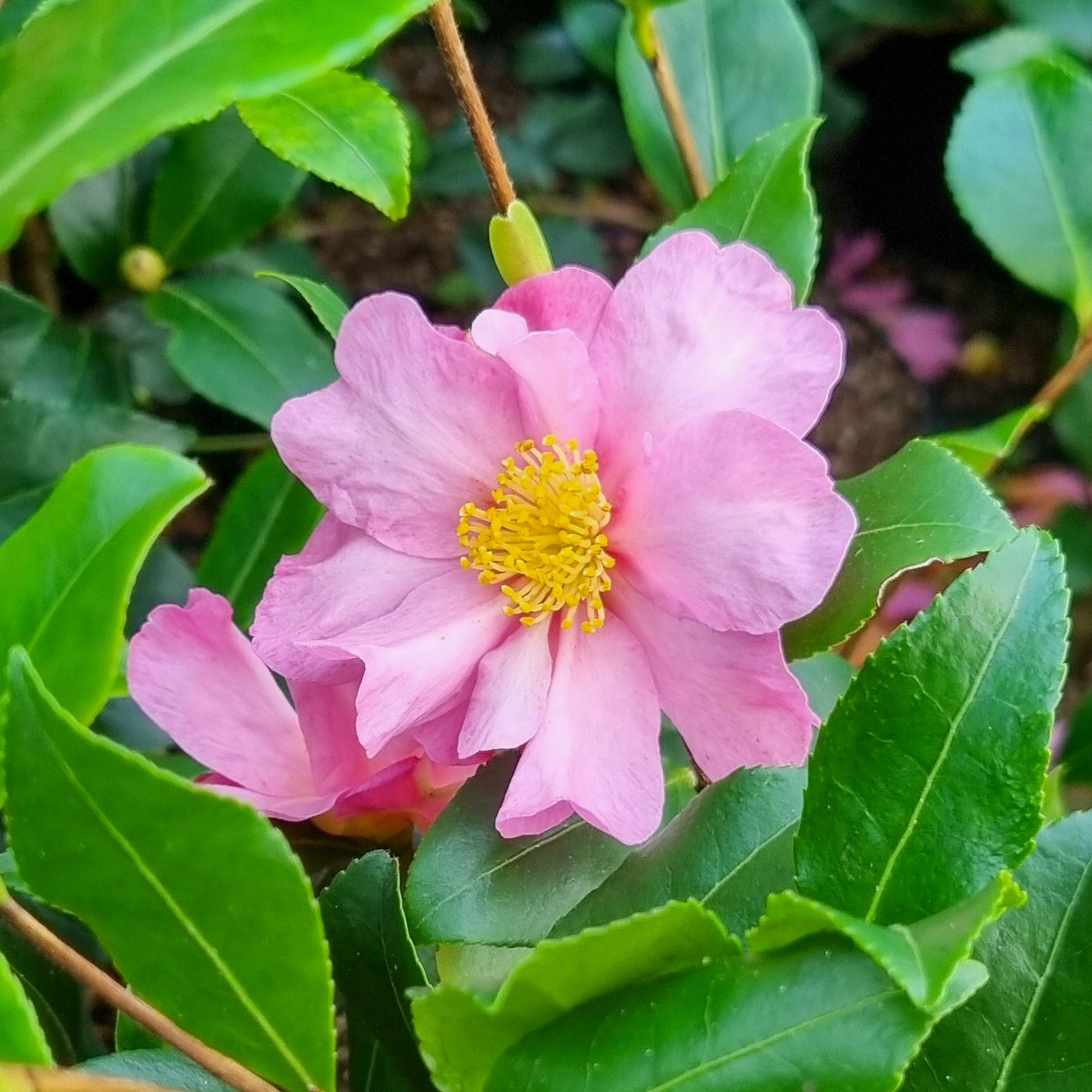 Herbstkamelie ‘Cleopatra’ - Bakker