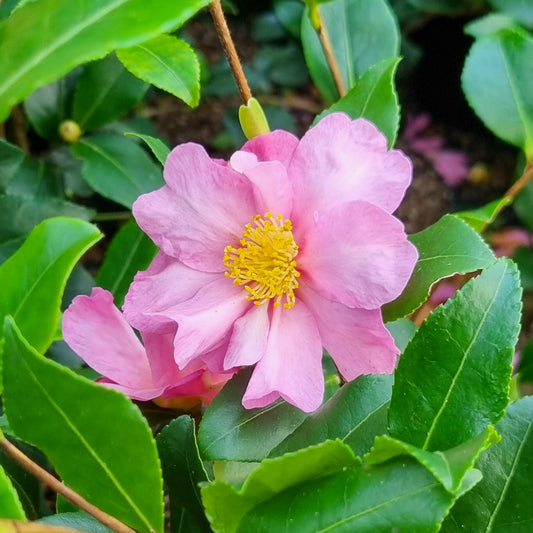 Herbstkamelie ‘Cleopatra’ - Bakker