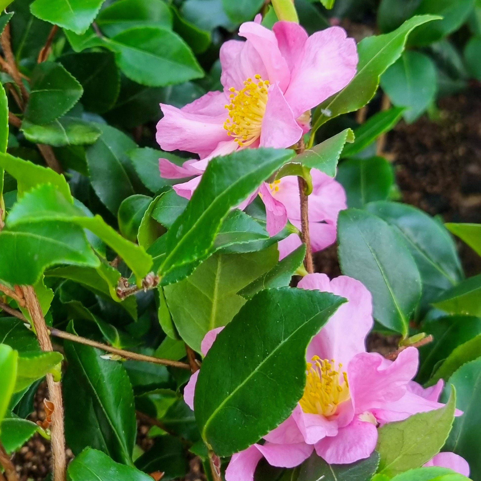 Herbstkamelie ‘Cleopatra’ - Camellia sasanqua Cleopatra - Bakker