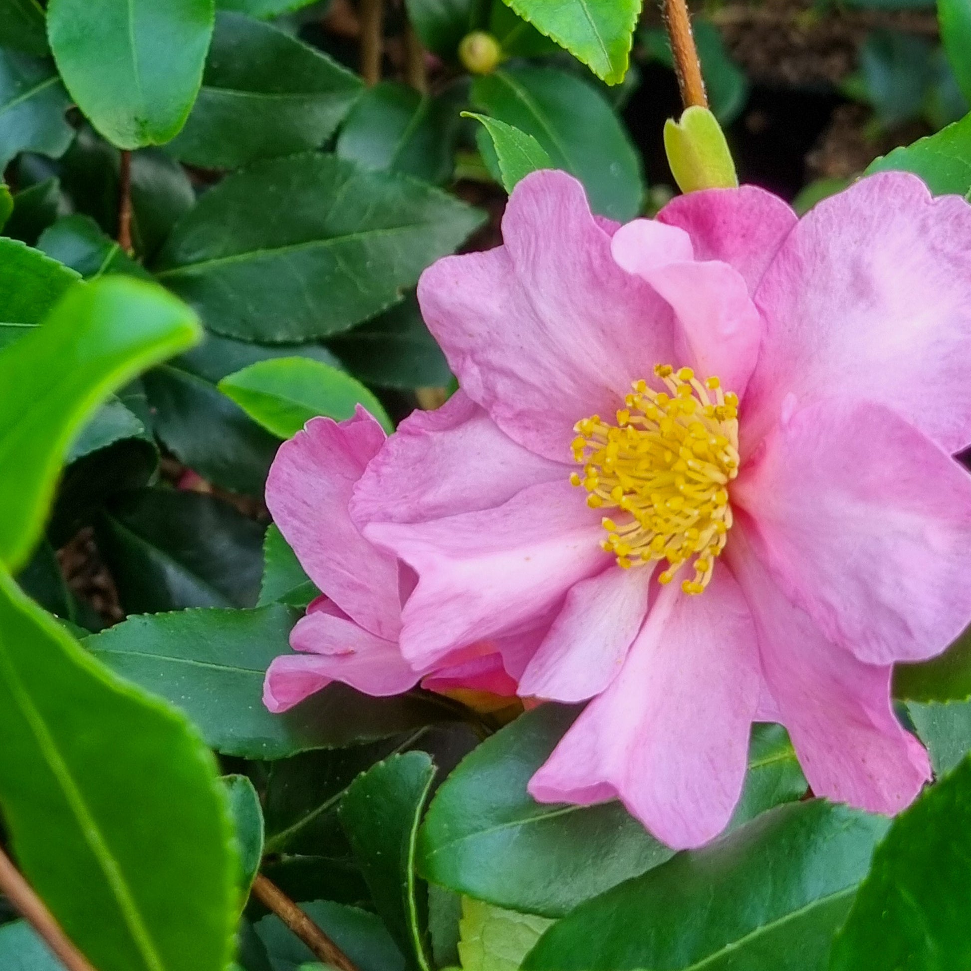Camellia sasanqua Cleopatra - Herbstkamelie ‘Cleopatra’ - Kamelie