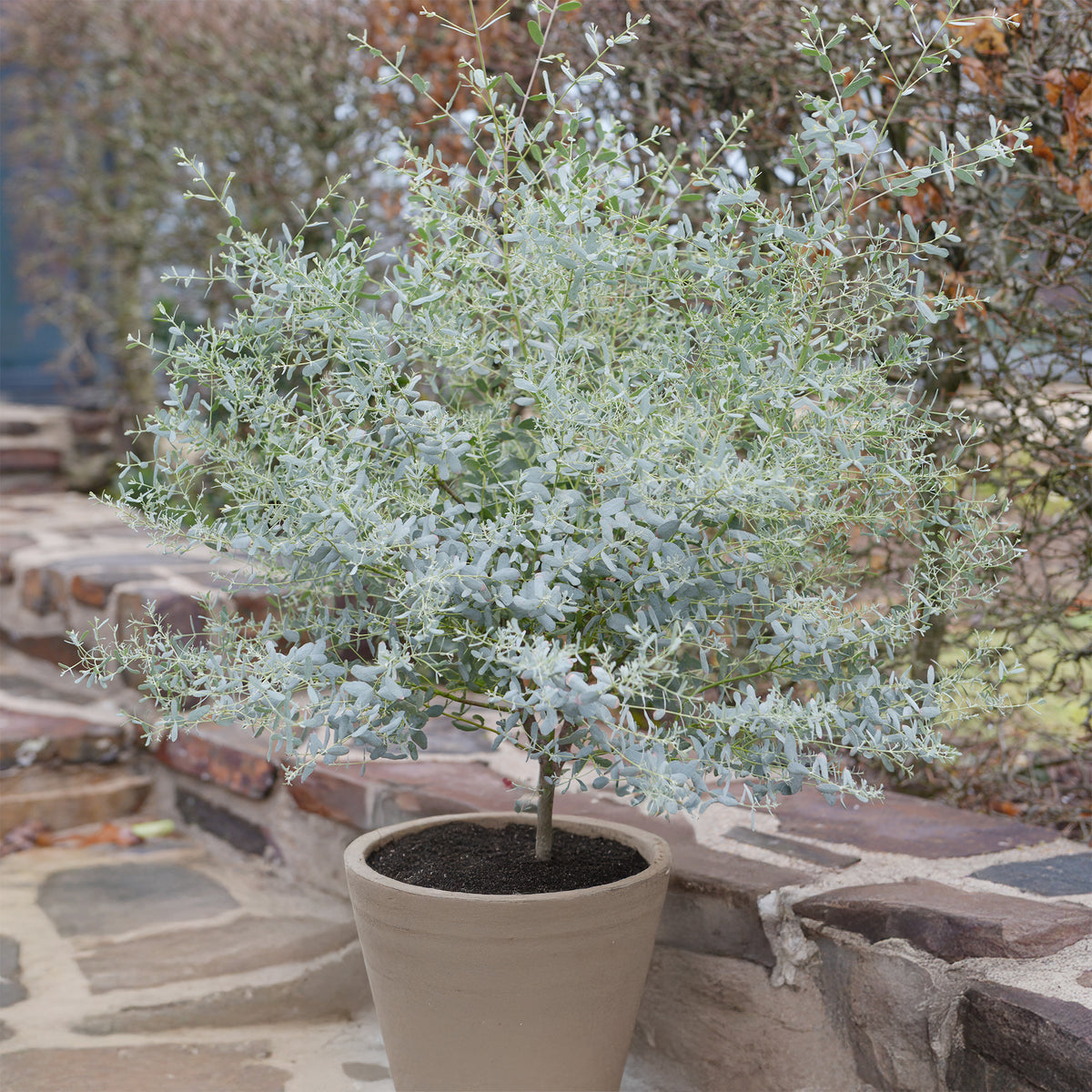 Eukalyptus France Bleu ® Rengun - Bakker