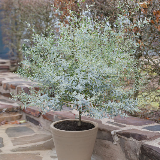 Eukalyptus France Bleu ® Rengun - Bakker