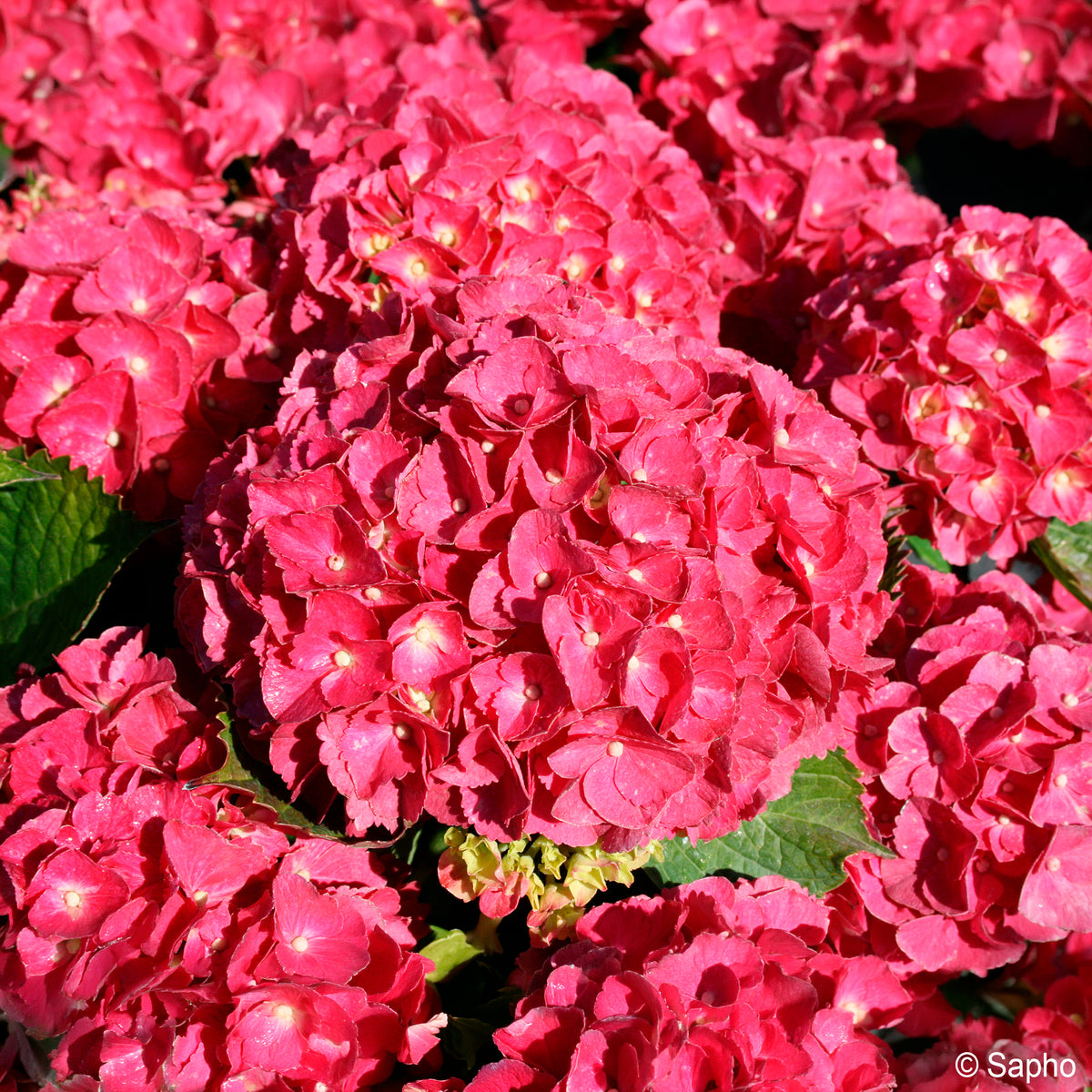 Bauern-Hortensie Red Ever Belles®  - Bakker