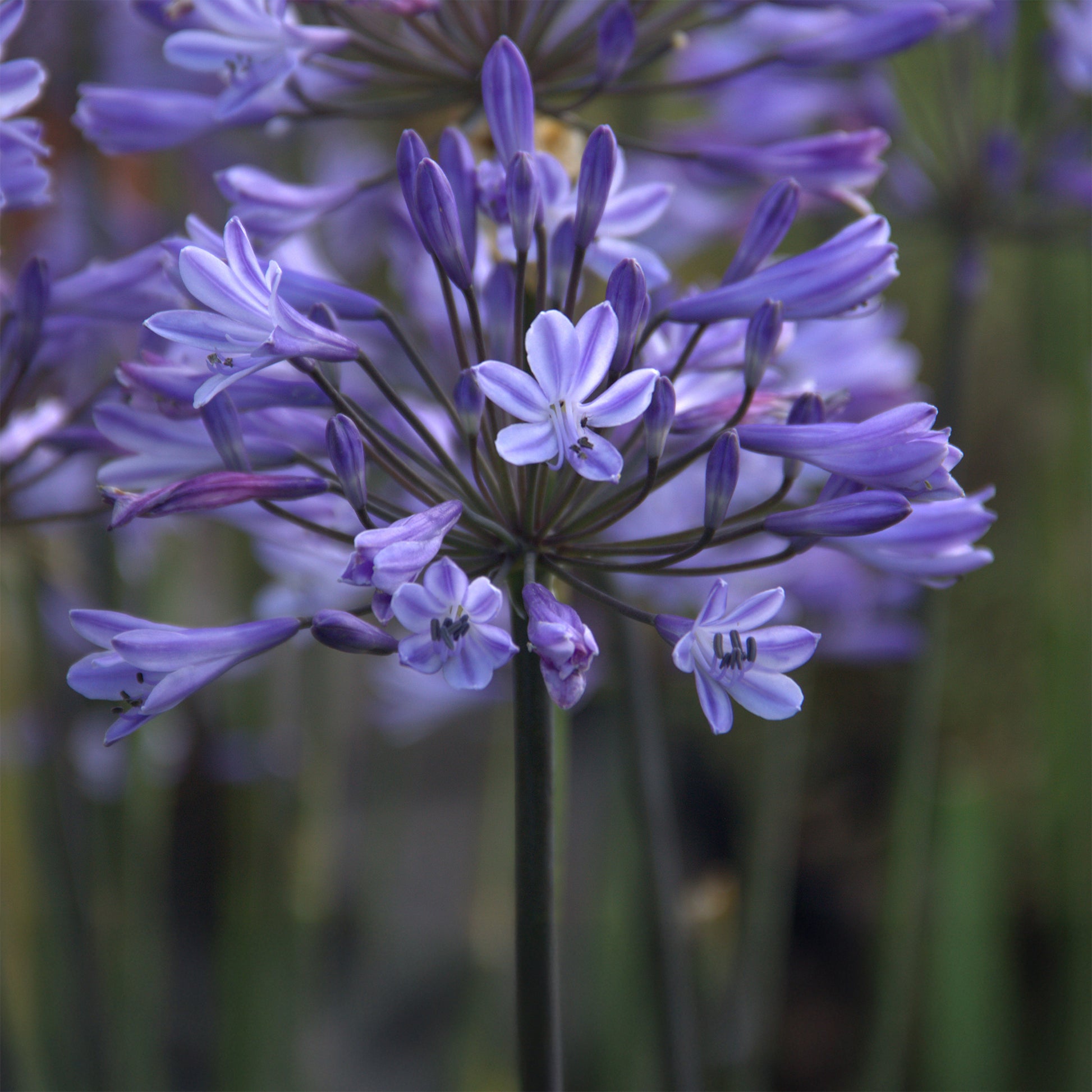 Agapanthus Graphite® Blue TurK8 - Schmucklilie - Agapanthus Graphite ® Blue Turk8 - Bakker