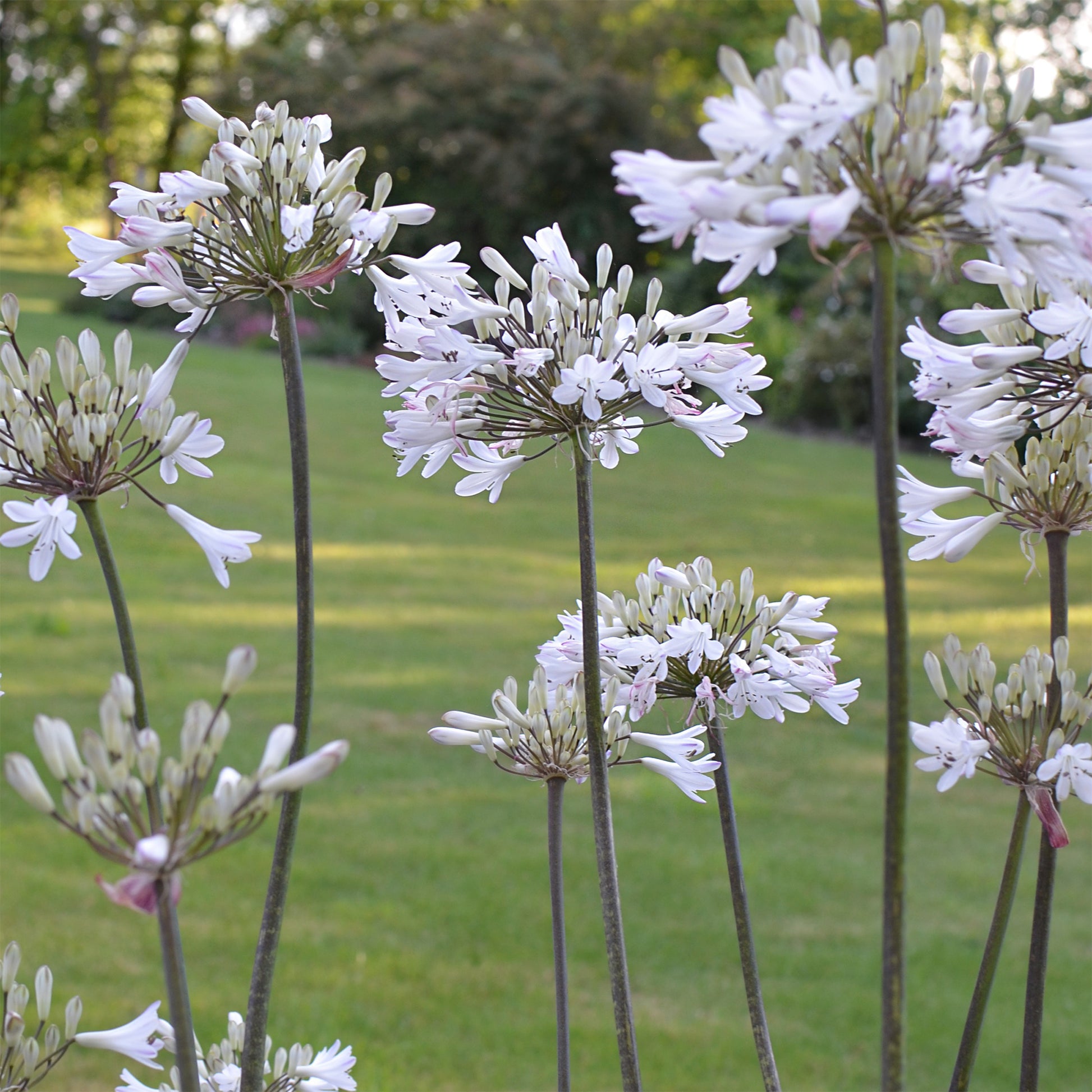 Agapanthus Graphite® White TurK8 - Schmucklilie - Agapanthus Graphite ® White Turk8 - Bakker