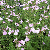 Strauchsalbei ‘Magical® Orinoco’ - Bakker