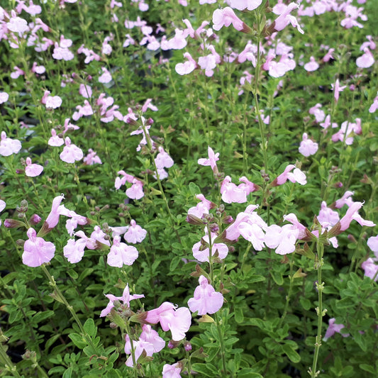 Strauchsalbei ‘Magical® Orinoco’ - Bakker