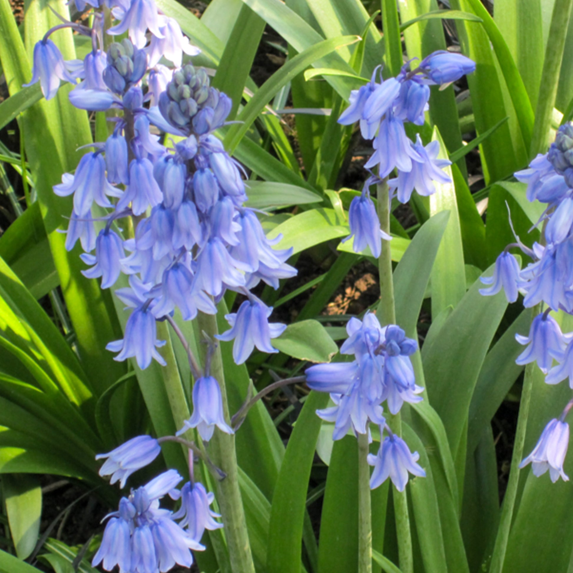 Verkauf Blaues Spanisches Hasenglöckchen - Scilla campanulata blue
