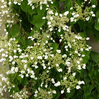 Spalthortensie - Kletterhortensie - Bakker