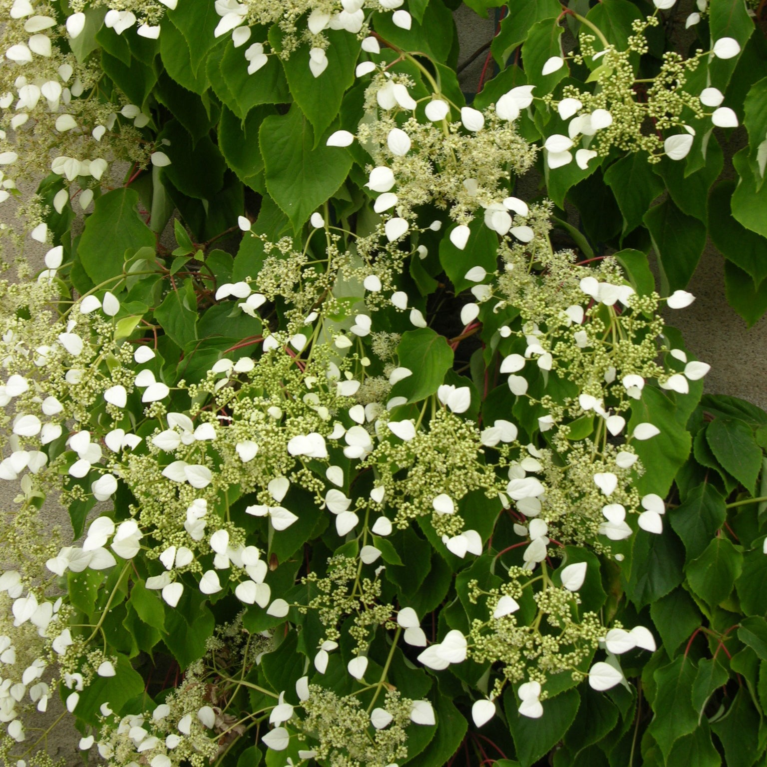 Spalthortensie - Kletterhortensie - Bakker