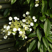 Hydrangea seemanii - Immergrüne Kletter-Hortensie - Kletterhortensie