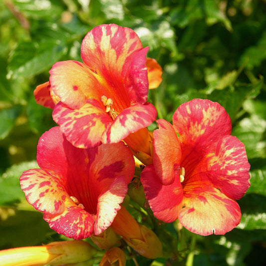 Klettertrompete ‘Orangeade’® - Bakker