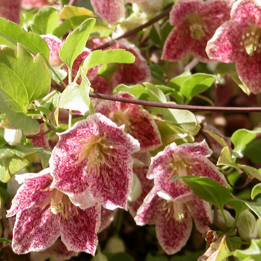 Winter-Waldrebe ‘Freckles’ - Bakker