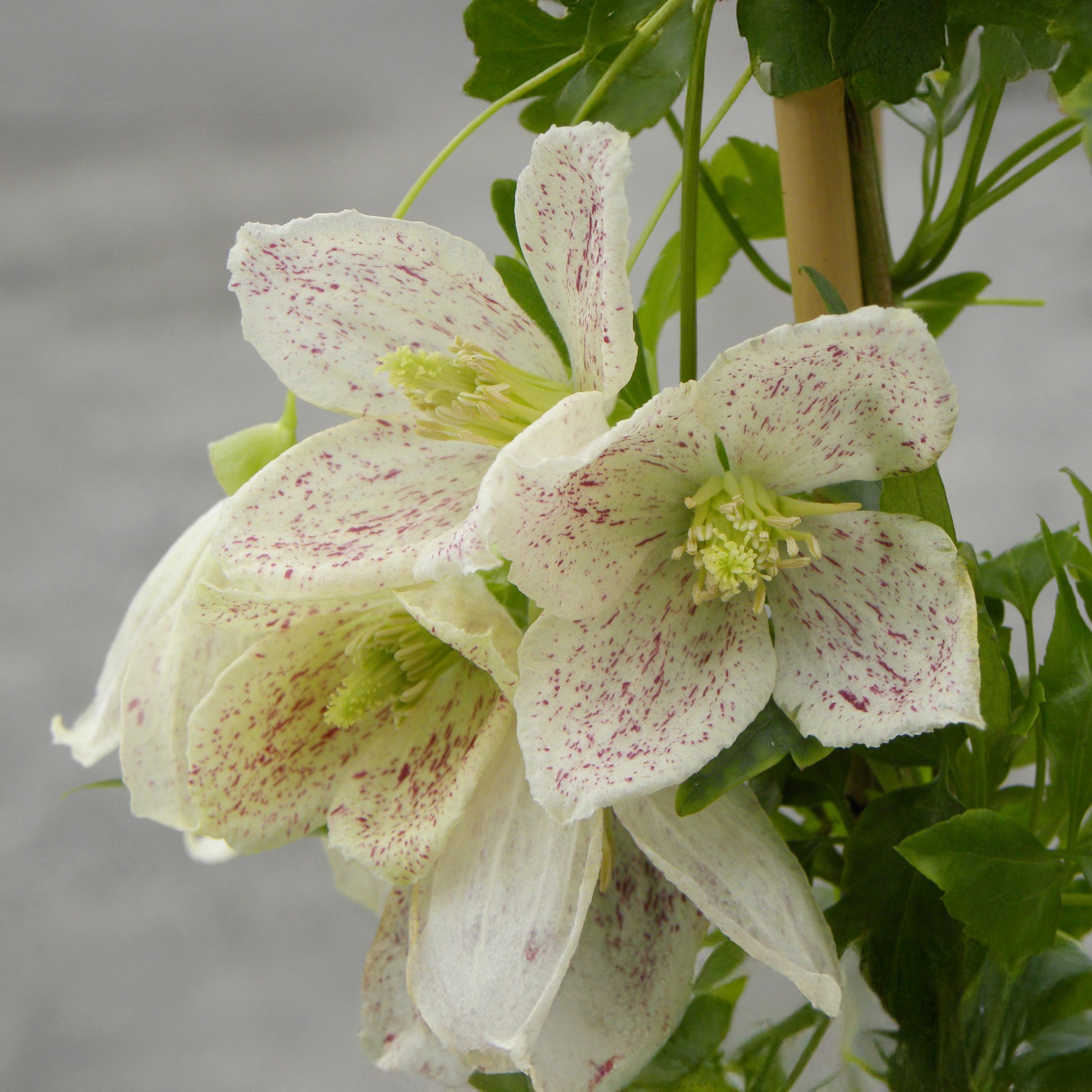 Winter-Waldrebe ‘Winter Parasol’ - Bakker