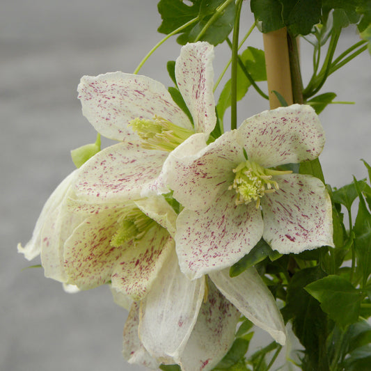 Winter-Waldrebe ‘Winter Parasol’ - Bakker