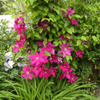 Verkauf Italienische Waldrebe ‘Ernest Markham’ - Clematis viticella Ernest markham