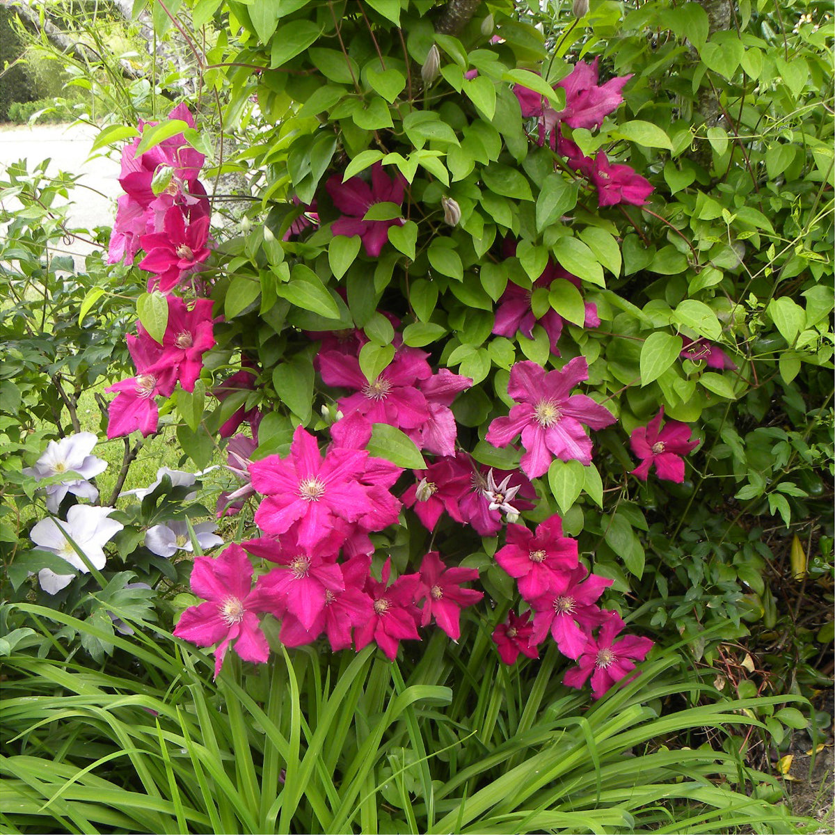 Verkauf Italienische Waldrebe ‘Ernest Markham’ - Clematis viticella Ernest markham