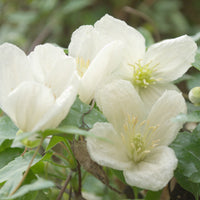 Winter-Waldrebe ‘Jingle Bells’ - Clematis cirrhosa Jingle bells - Bakker