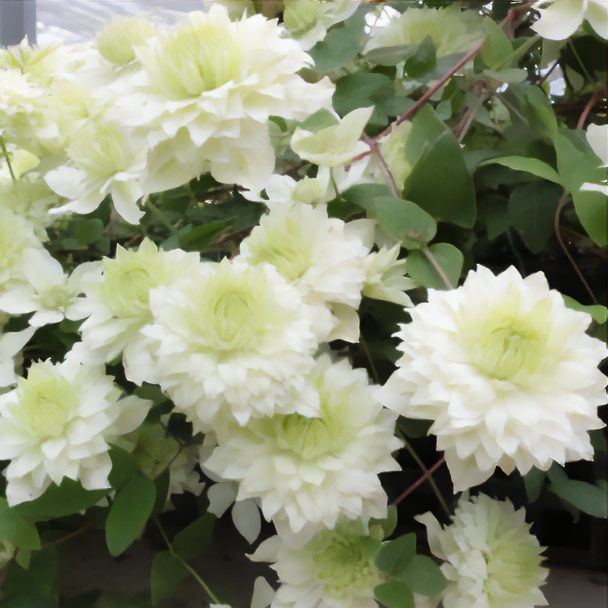 Waldrebe ‘Manju’® - Bakker