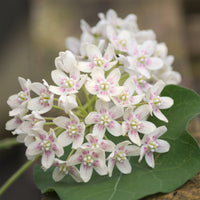 Dregea sinensis - Chinesischer Wachskletterer - Blühende Kletterpflanzen