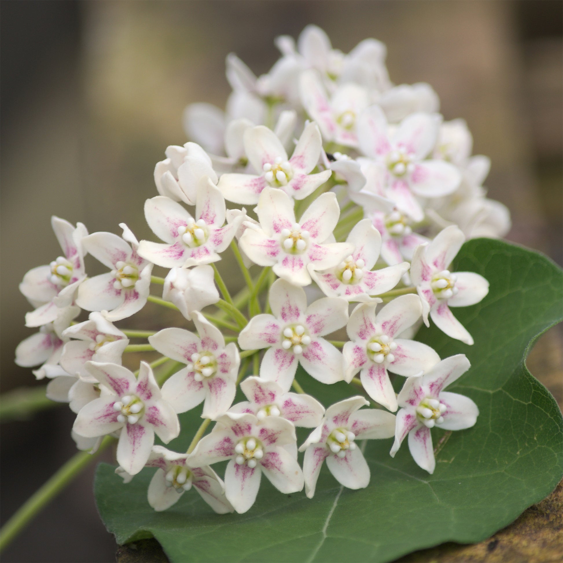 Dregea sinensis - Chinesischer Wachskletterer - Blühende Kletterpflanzen