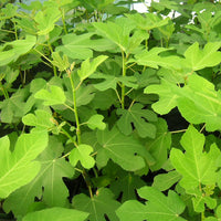 Feige 'Goutte d'Or' - Ficus carica Goutte d'Or - Bakker