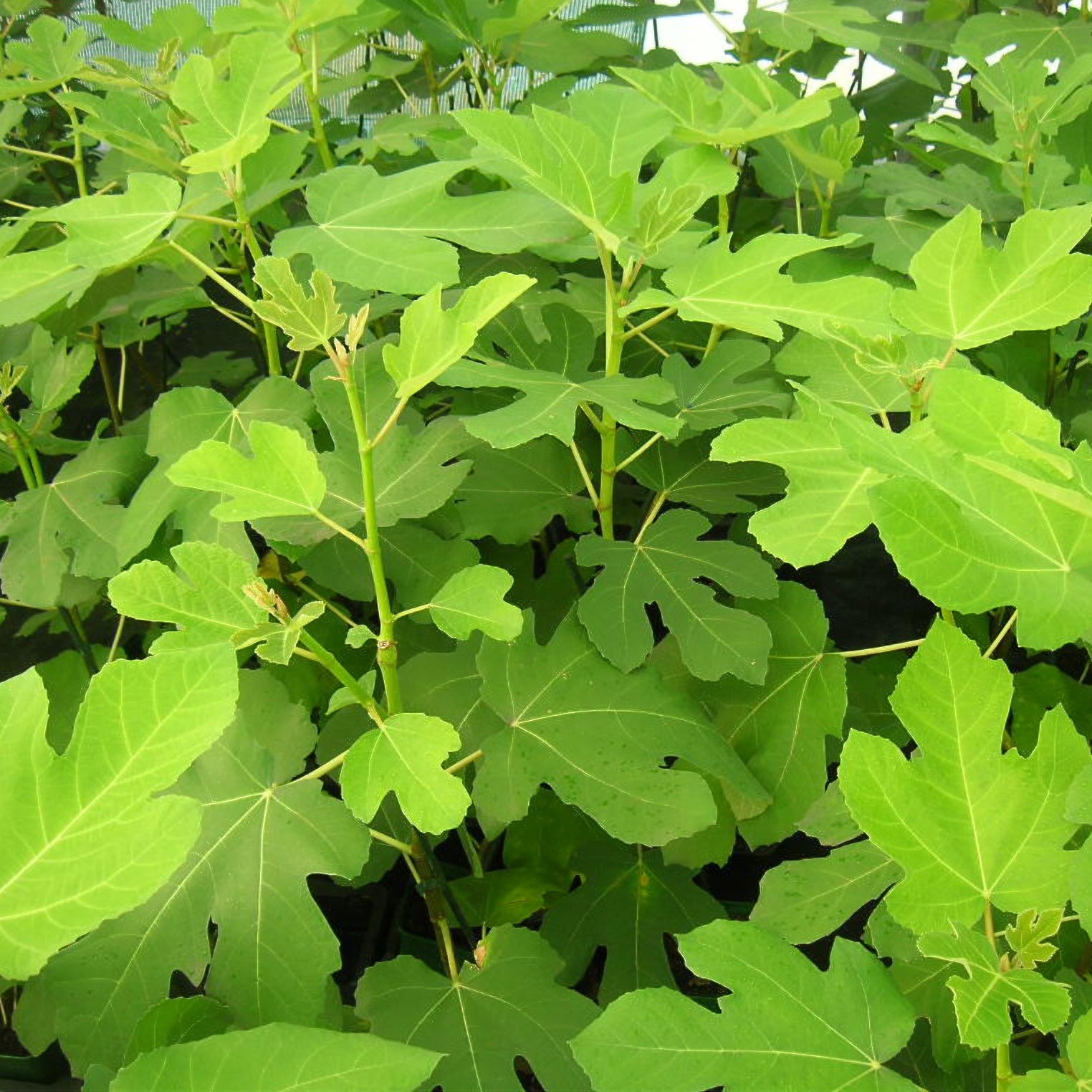 Feige 'Goutte d'Or' - Ficus carica Goutte d'Or - Bakker