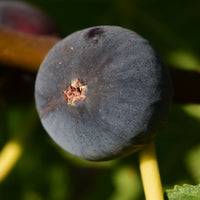 Ficus carica Ronde de Bordeaux - Feige ‘Ronde de Bordeaux’ - Feigenbäume