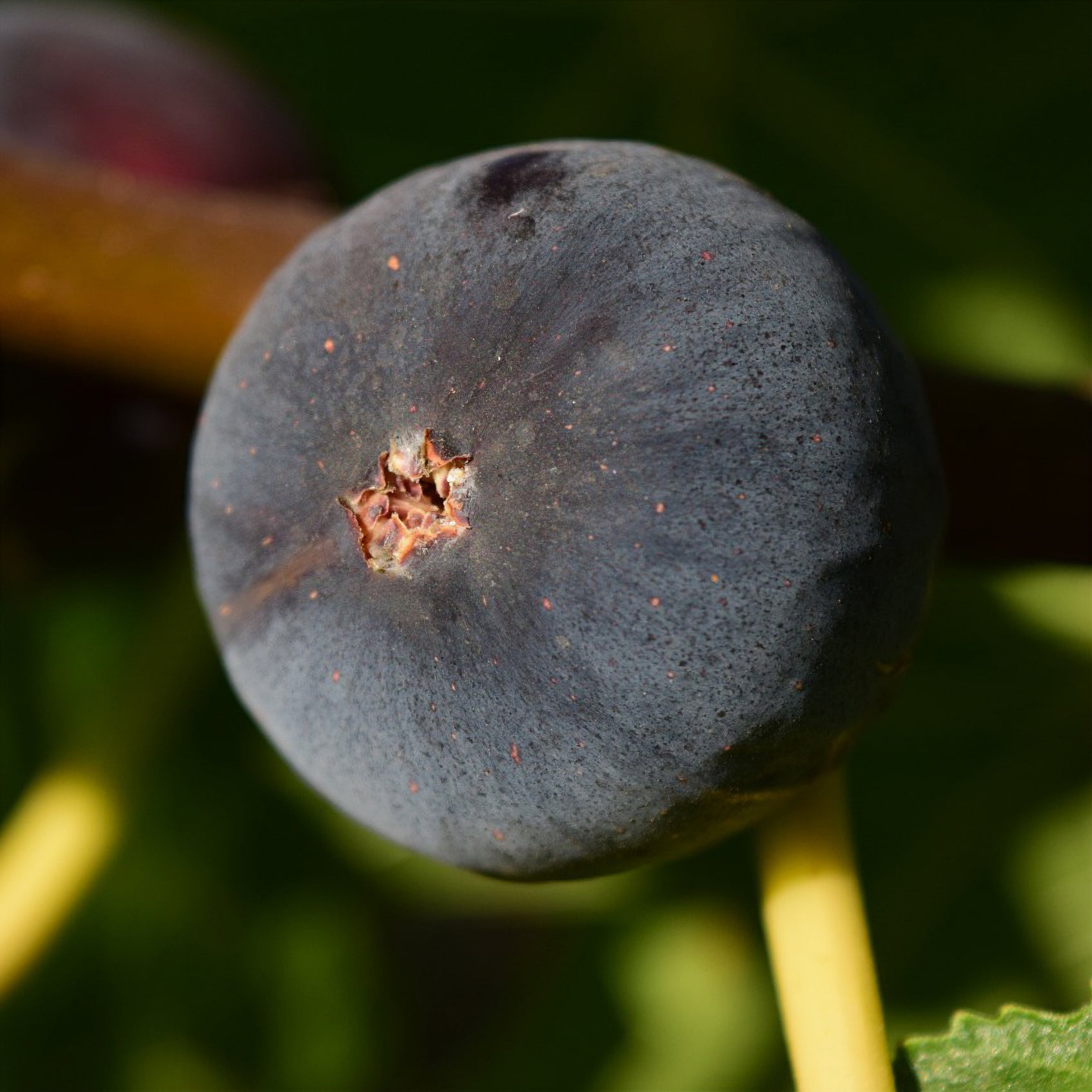 Ficus carica Ronde de Bordeaux - Feige ‘Ronde de Bordeaux’ - Feigenbäume