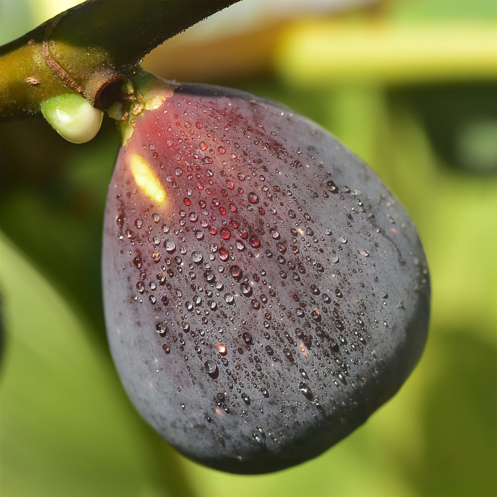 Feige ‘Violette d’Argenteuil’ - Ficus carica Violette d'Argenteuil - Bakker
