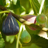 Feige ‘Violette d’Argenteuil’ - Bakker