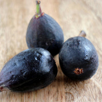 Feige 'Noire de Caromb' - Ficus carica Noire de Caromb - Bakker