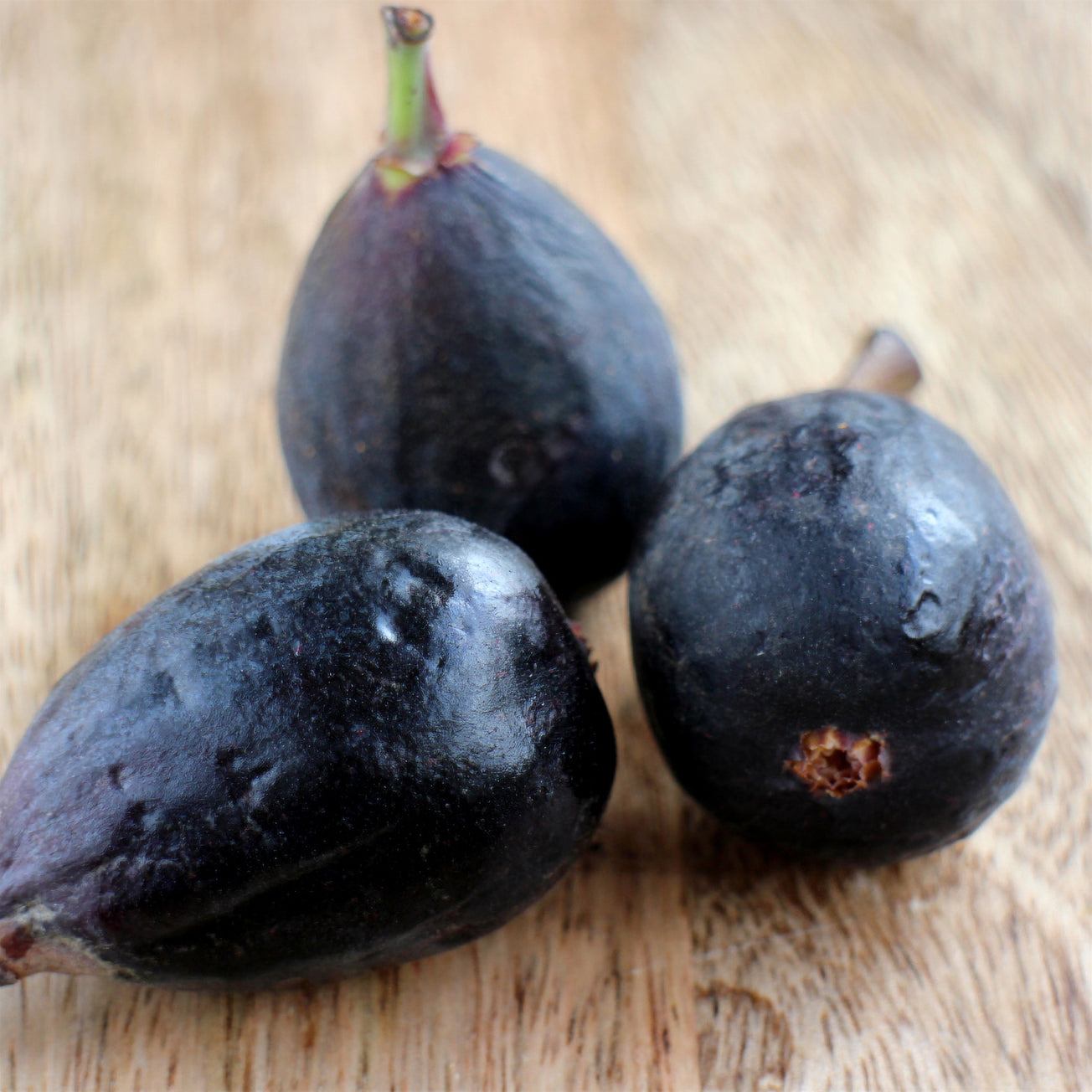 Feige 'Noire de Caromb' - Ficus carica Noire de Caromb - Bakker