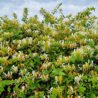 Lonicera japonica Hall's Prolific - Hall's Prolific Japanisches Geißblatt - Kletterheckenblüten