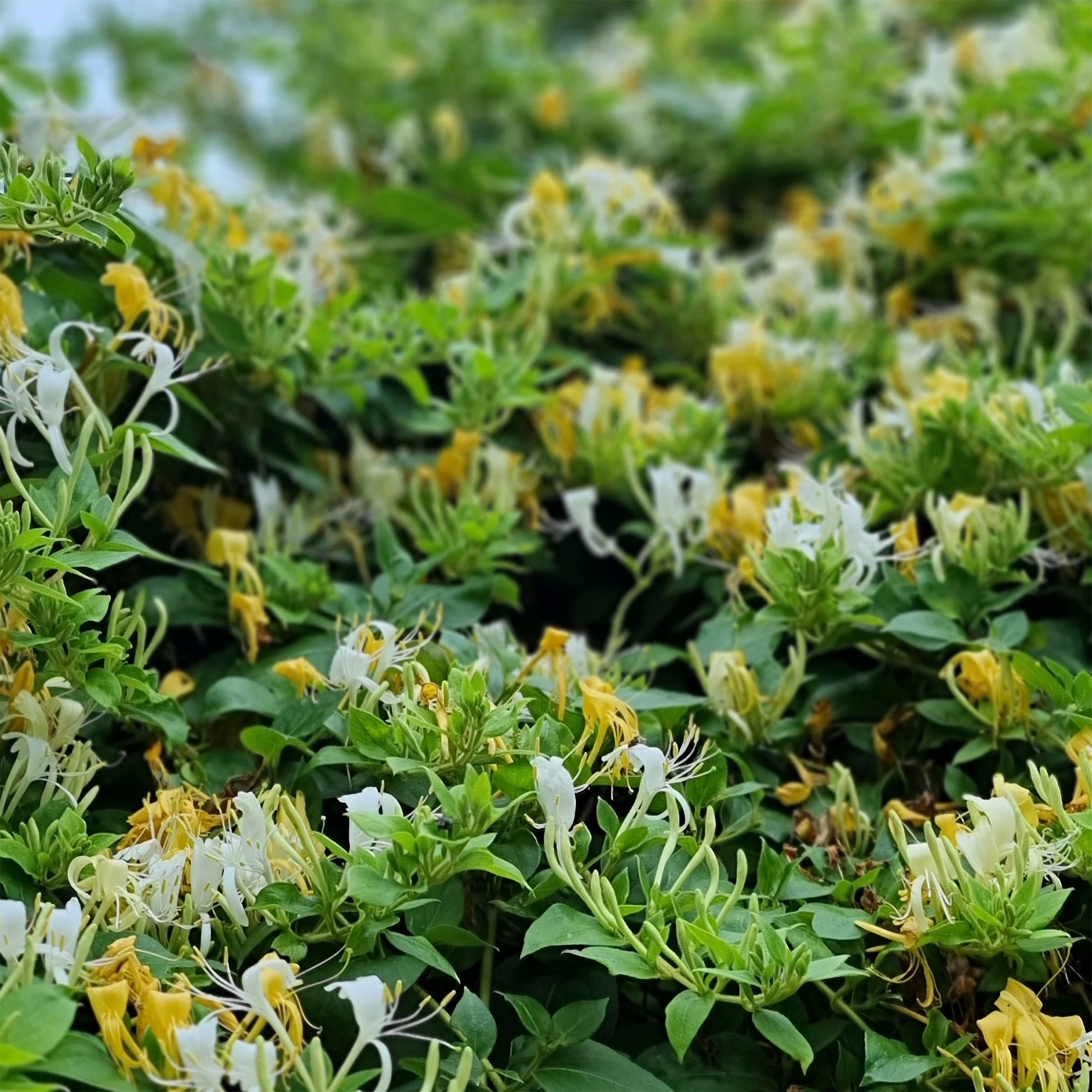 Japanisches Geißblatt ‘Halliana’ - Lonicera japonica Halliana - Bakker
