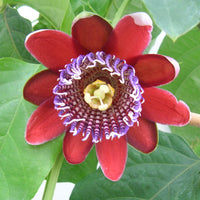 Verkauf Riesen-Passionsblume