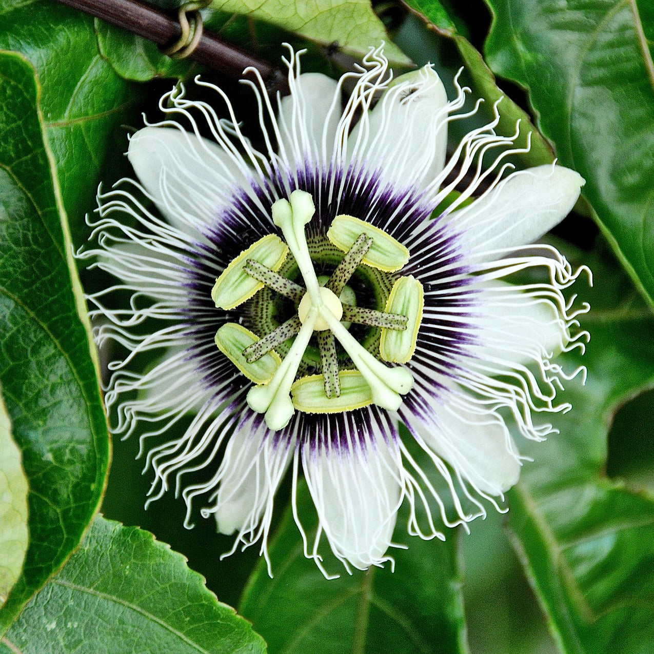 Passiflora edulis - Passionsfrucht (Grenadille) - Passionsblume