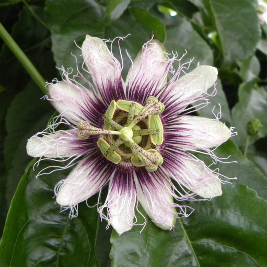 Purpur-Passionsblume - Bakker