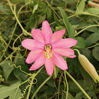Passiflora mollissima - Bananen-Passionsblume - Passionsblume