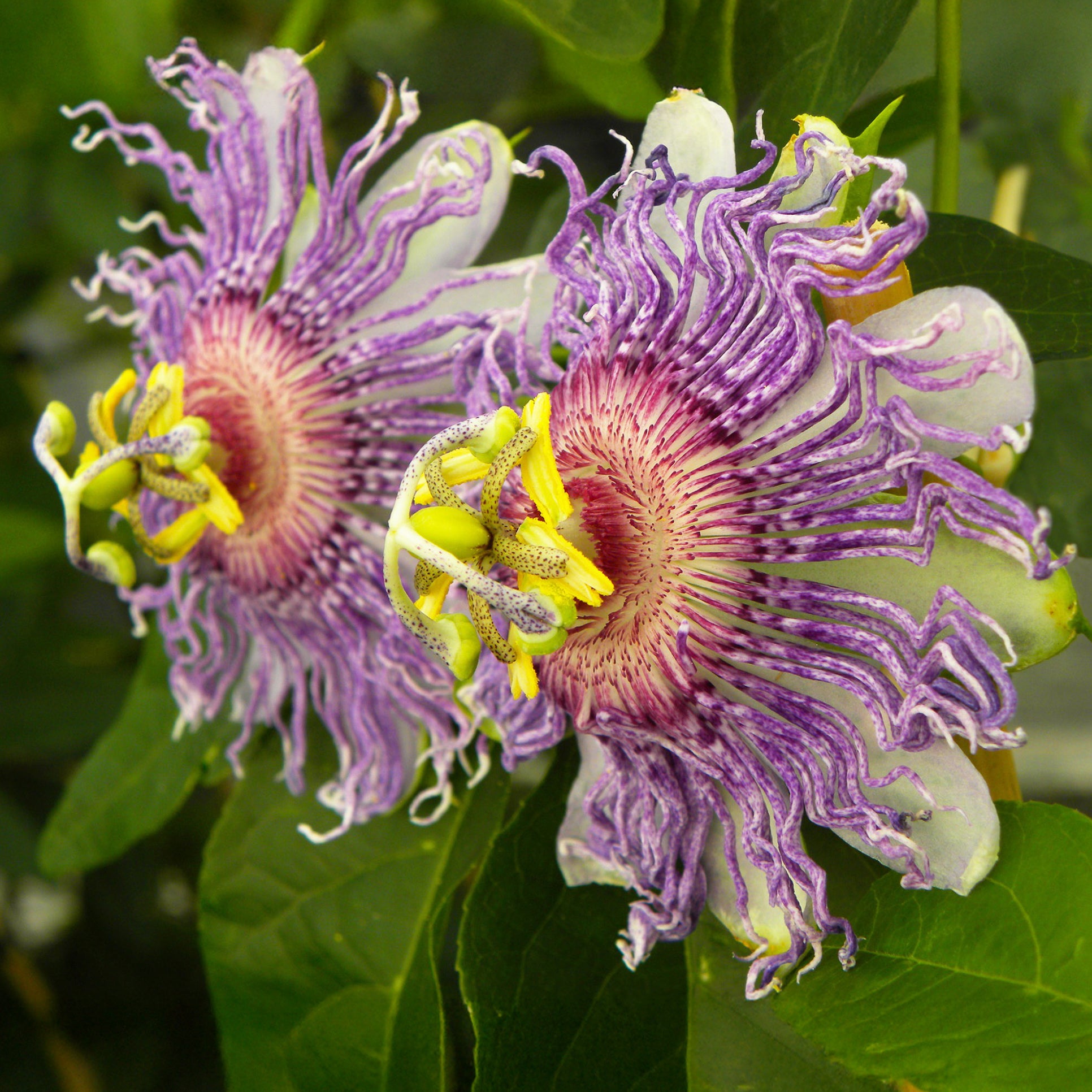 Passionsblume ‘Cooltropics Eia Popeia’® - Bakker
