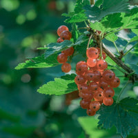 Rote Johannisbeere ‘Gloire des Sablons’ - Ribes rubrum Gloire des Sablons - Bakker
