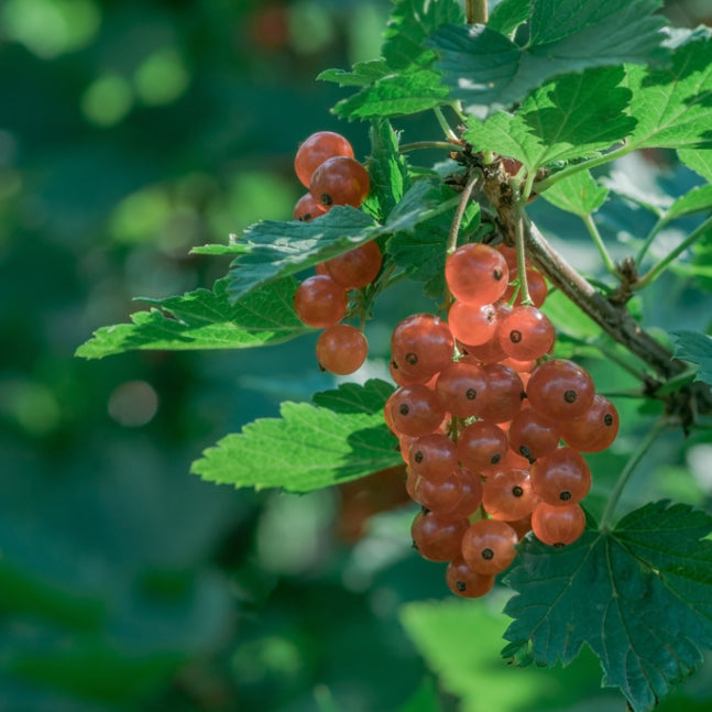 Rote Johannisbeere ‘Gloire des Sablons’ - Ribes rubrum Gloire des Sablons - Bakker